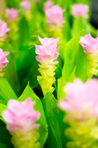 花园里的粉红色暹罗郁金香花的领域