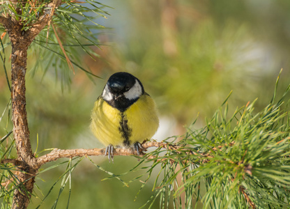 山雀parus 主要