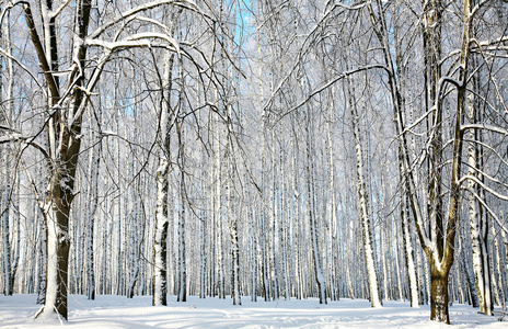 冬天阳光森林