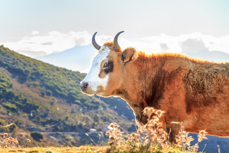 科西嘉牛在 col de san colombano