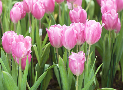 郁金香花