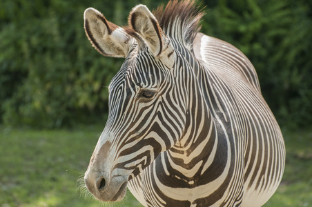 It is image of Grvys zebra in zoo.