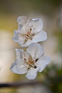 春天的花朵。苹果花及花蕾在春天绽放