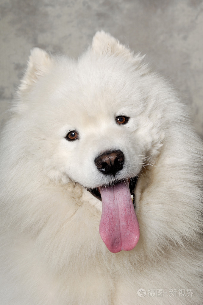 脸上的快乐的萨摩耶德犬