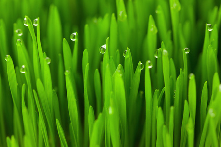 新鲜的绿色小麦草用滴宏观背景