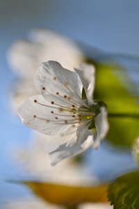 春天的花朵。苹果花及花蕾在春天绽放