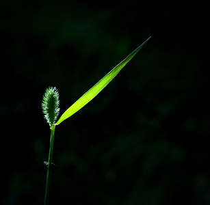 小草在阳光下