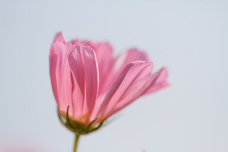 波斯菊花海