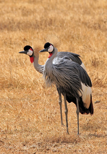 灰色丹顶鹤丹顶鹤(grus japonensis)在蓝天下展翅飞翔,冬季,日本