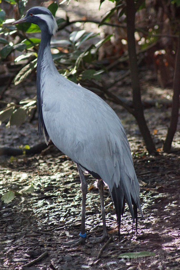 蓑羽鹤anthropoides处女座