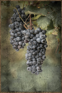 复古风格在藤上的葡萄