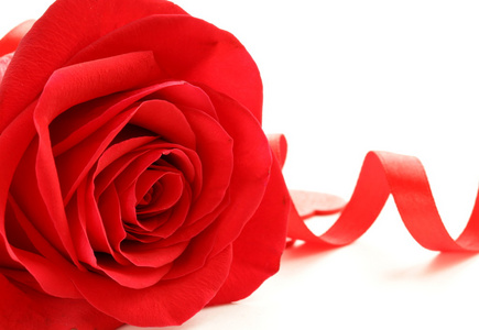 与节日彩带在白色背景上的红色美丽的玫瑰