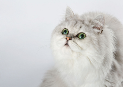 白色的猫，绿色的眼睛，看起来，在明亮的背景上的肖像