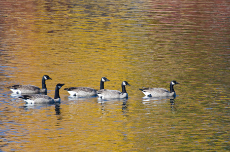 五个加拿大鹅在金灿灿的秋天的水游泳