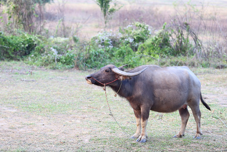 在字段中的泰国水牛