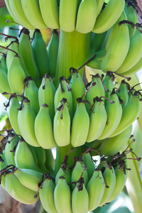 一大串香蕉香蕉树