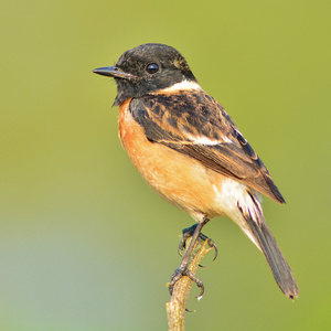 stonechat 鸟