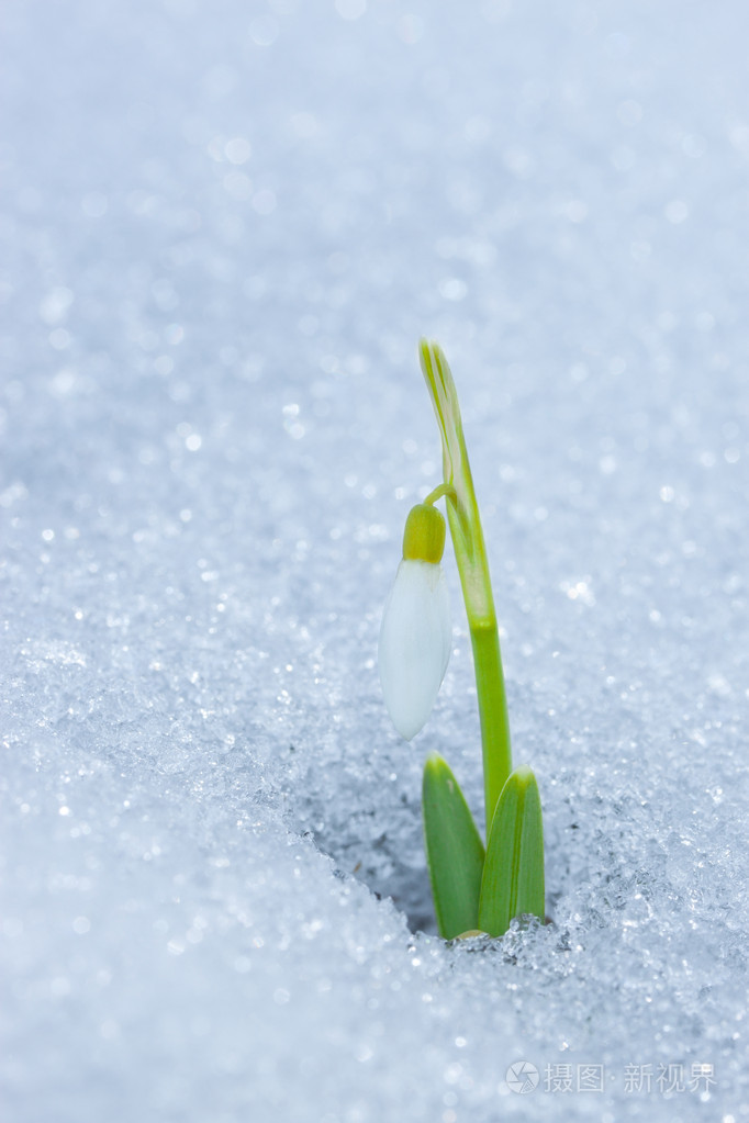 在雪中雪花莲