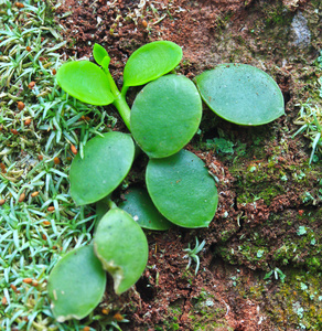 兰花的苔藓