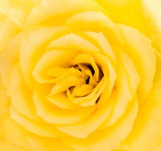 一朵黄色的玫瑰花细部特写