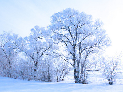 雪盖的树