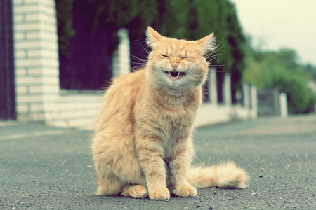 姜逗猫笑
