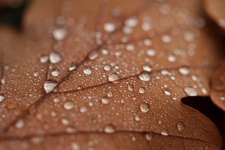 落叶覆盖着雨点