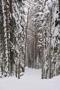 滑雪路径