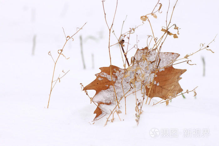 在雪中的枫叶