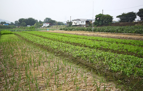 在农村耕地