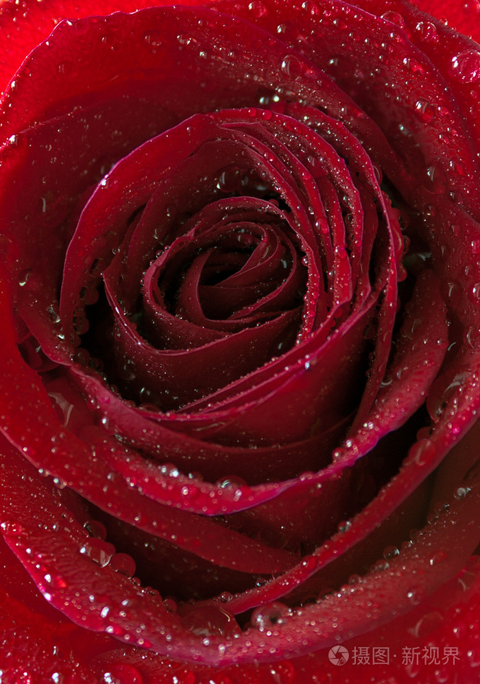 天然的红玫瑰