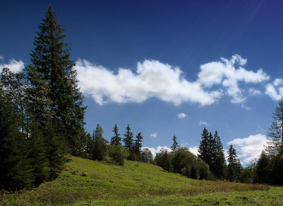 在喀尔巴阡森林里的夏日风景