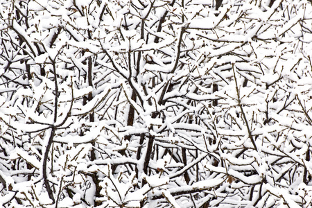 冬季背景在树枝上的雪