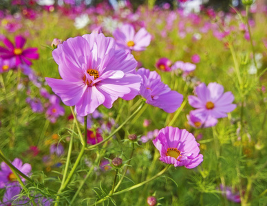 粉色的花