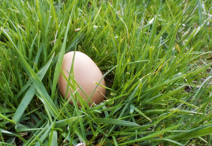 在草丛中的棕色蛋