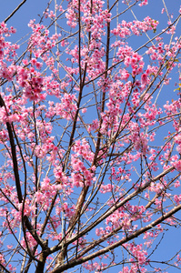 美丽的花朵，在泰国李属樱野