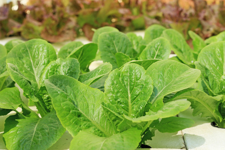 黄油头蔬菜水培农场