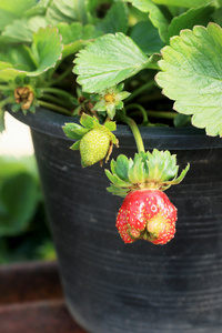 在花园里的新鲜草莓