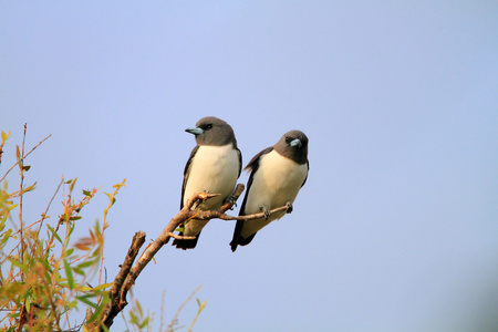 在澳大利亚的白胸 woodswallow artamus leucorhynchus