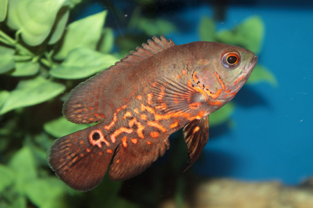 奥斯卡 眼斑星丽红鱼 水族箱用鱼