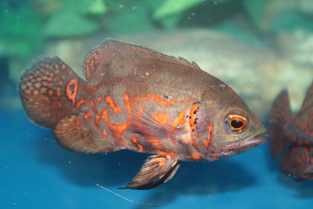 奥斯卡 眼斑星丽红鱼 水族箱用鱼