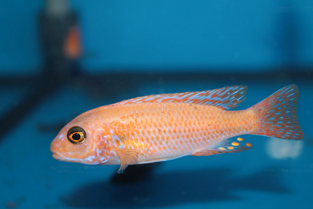 黄色的斑马 mbuna (pseudotropheus 斑马) 水族箱用鱼的形态照片