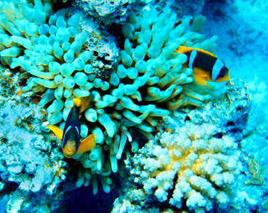 珊瑚鱼在水中