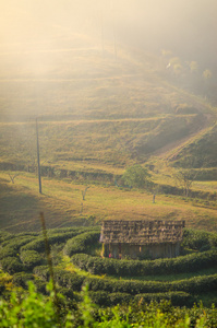 茶叶种植园景观