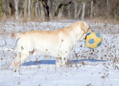 黄色拉布拉多犬在冬天用球