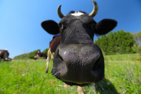 关闭了一头牛的拍摄照片