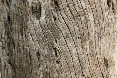 木材树桩背景