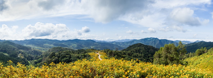 全景领域的鲜花和山脉