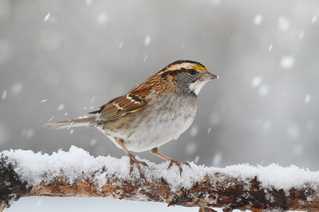 在雪中鸟