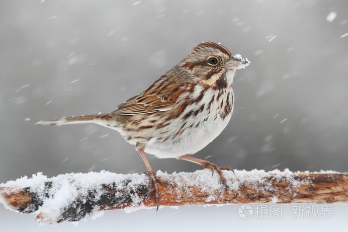 在雪中的麻雀
